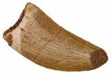 Serrated, Theropod (Deltadromeus?) Tooth - Morocco #341233-1